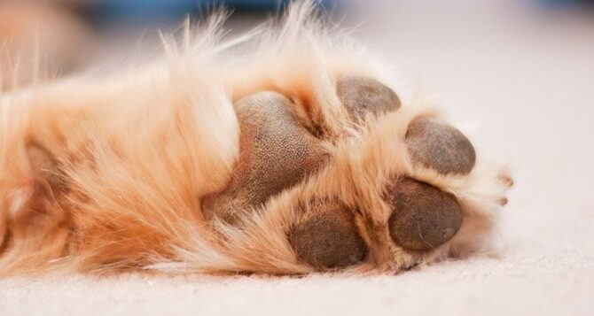 Dogs Paw Pads