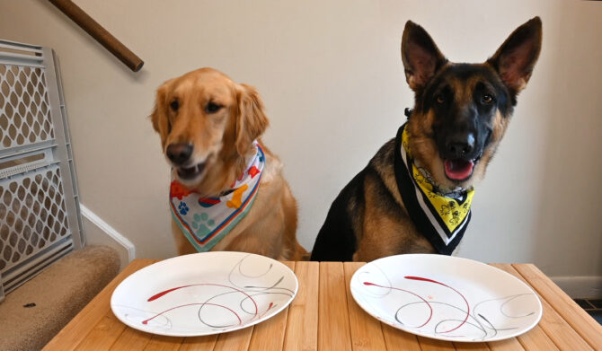 Dogs sitting at a table with two plates