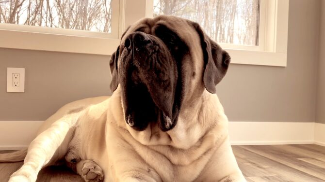 English Mastiff