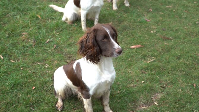 English Springer Spaniel