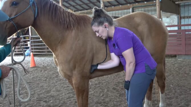 Equine Physical Exam