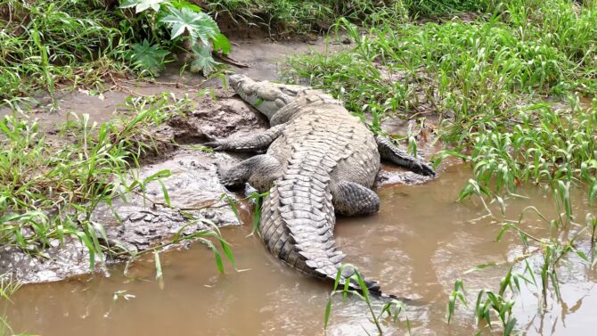 Fasting Crocodile