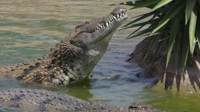 Fasting in Crocodiles
