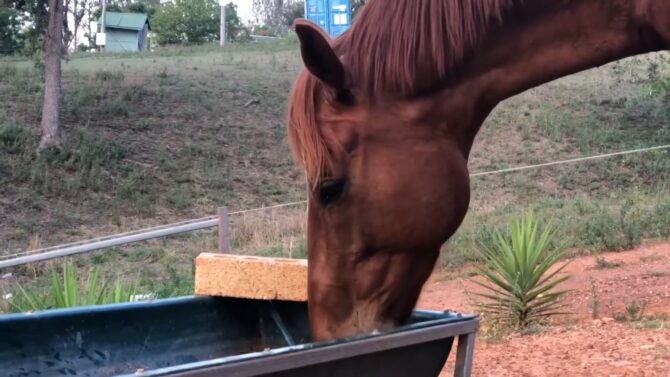 Feeding Horses