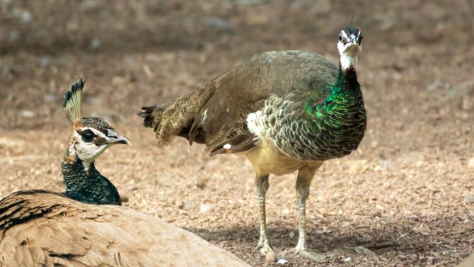 Female Peacock (Peahen)