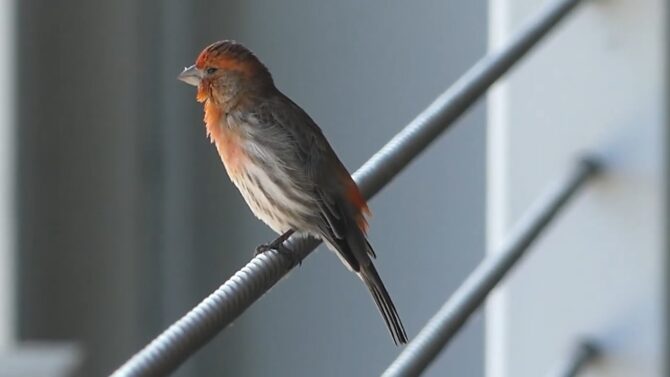 Finches The Seed Eaters