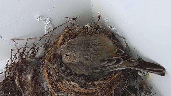 Finches are delightful little birds