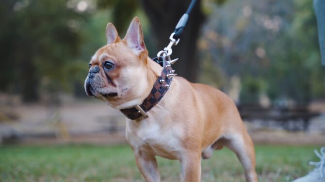 French Bulldog