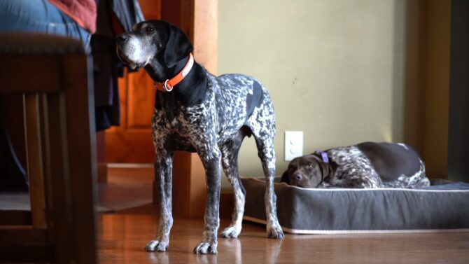 German Shorthaired Pointer