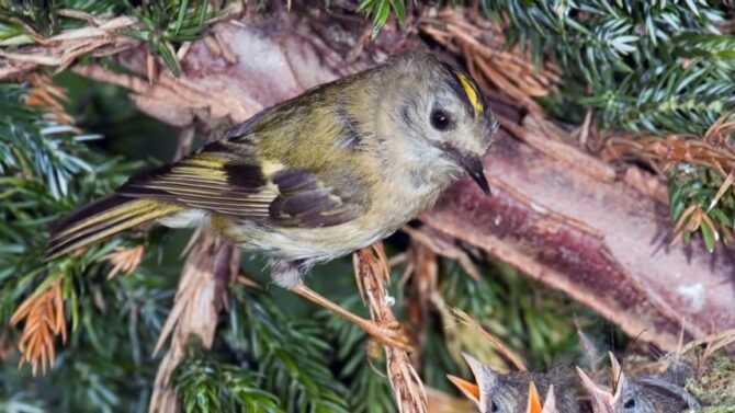 Goldcrest Europe's tiniest bird