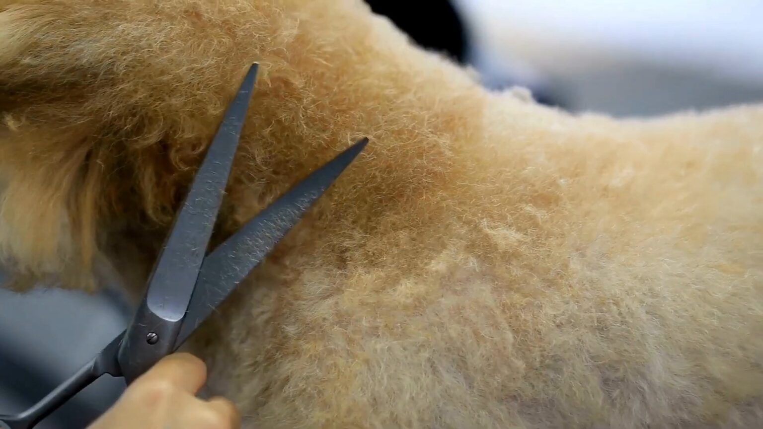 Moyen vs Standard Poodle The Ultimate FaceOff!