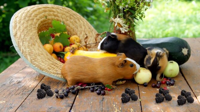 Guinea Pigs Eating Berries