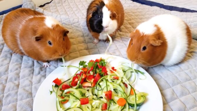 Guinea Pigs Eating Salads