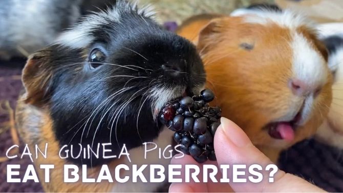 Guinea Pigs and Blackberries