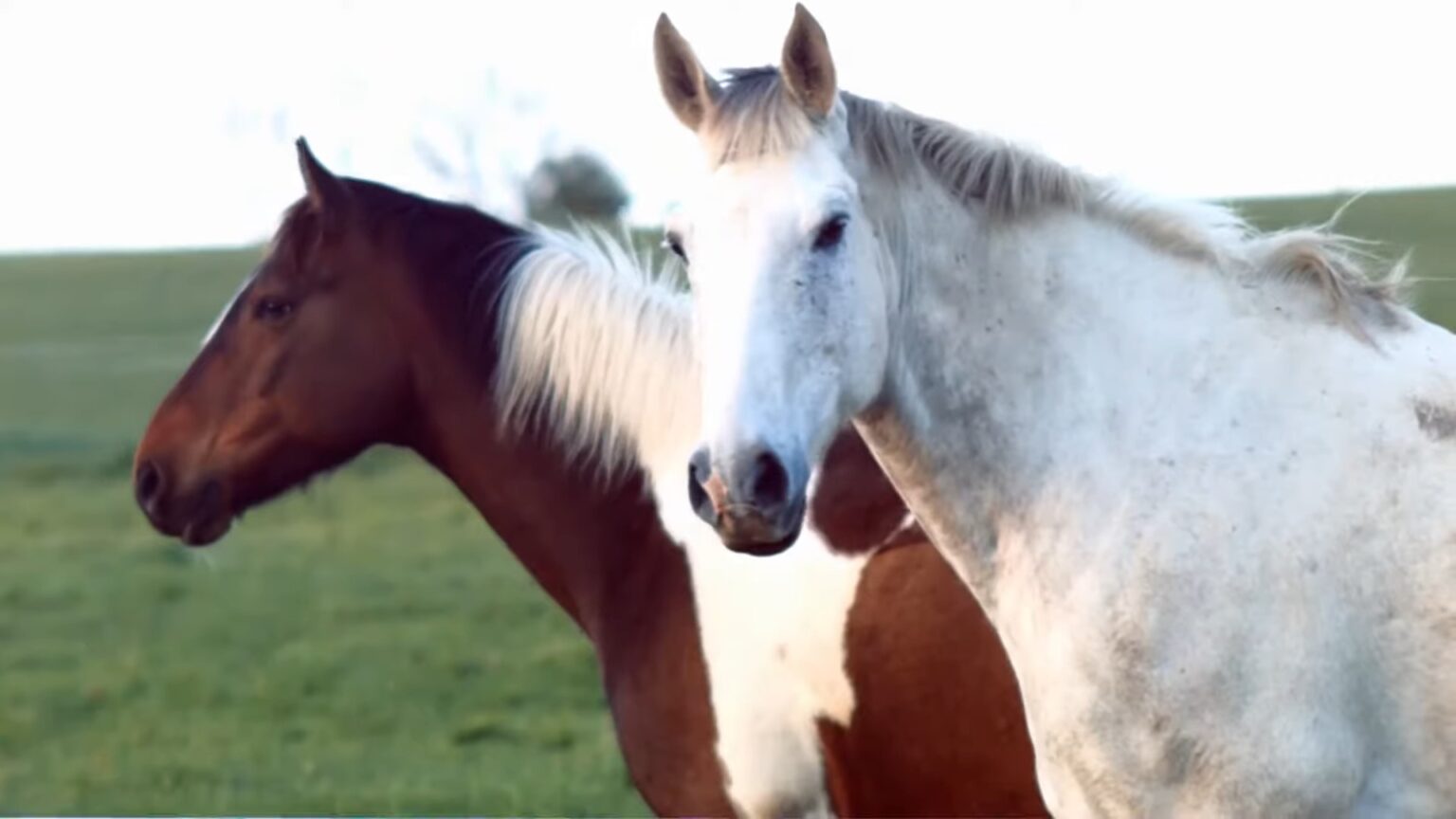 How Long Do Horses Live? Average Lifespan