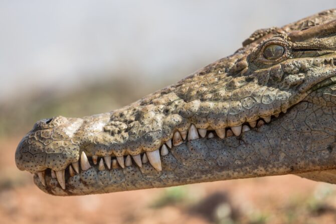 How Long Can a Crocodile Go Without Eating