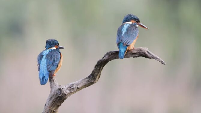 Kingfisher typically found near water bodies