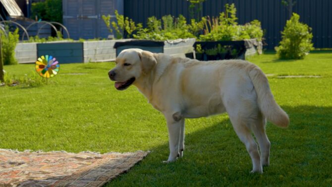 Labrador Retriever