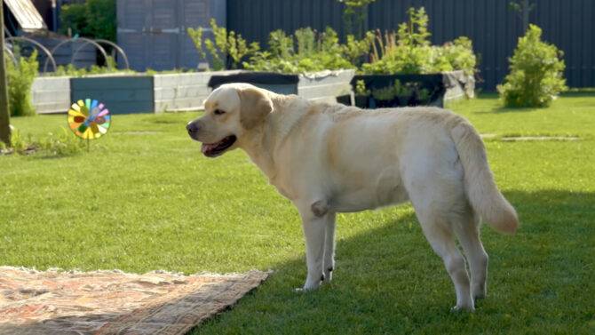 Labrador 