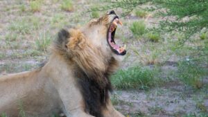 Top 20 Strongest Animals In The World: Nature's Champions