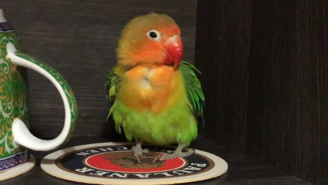 Lovebird-brightly colored parrots