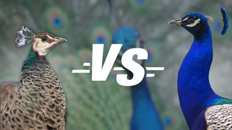 Peacocks Ramsgate Male VS Female Peacocks - Bright Blues & Muted Hues!