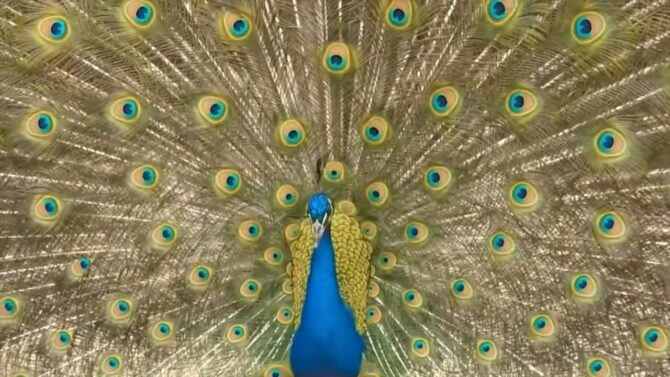 Male peacock’s train that impresses the ladies
