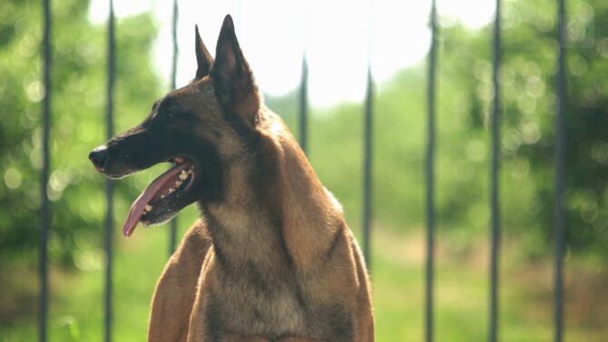 Malinois