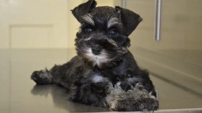 Miniature Schnauzer