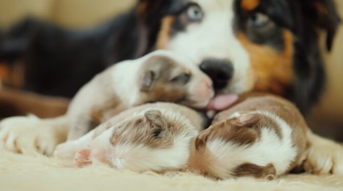 Mother dogs lick their puppies 