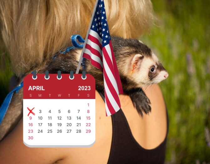 National Ferret Day US