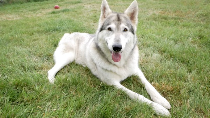 Northern Inuit Dog Friendly, intelligent, and good with families