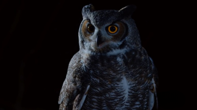Owl catching prey under the cover of darkness 1