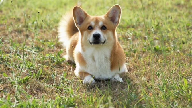 Pembroke Welsh Corgi