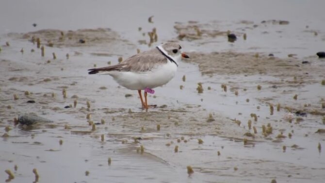 Plovers The Shoreline Sprinters