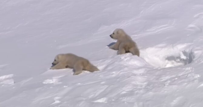 Polar Bear Cubs