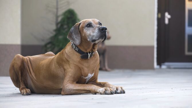 Rhodesian Ridgeback