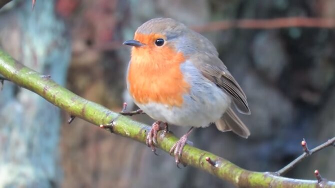 Robin charming birds recognized by their distinctive red breast
