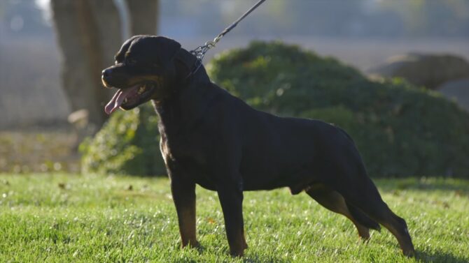 Rottweiler