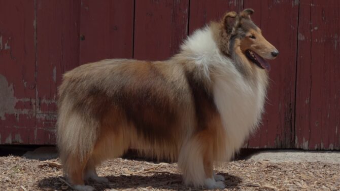 Rough Collie