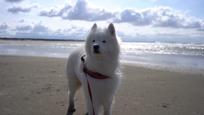 Samoyed