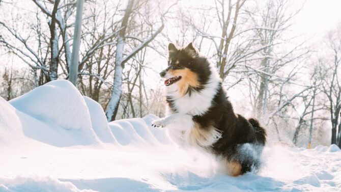 Shetland Sheepdogs