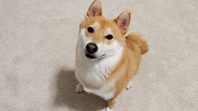 Shiba Inu