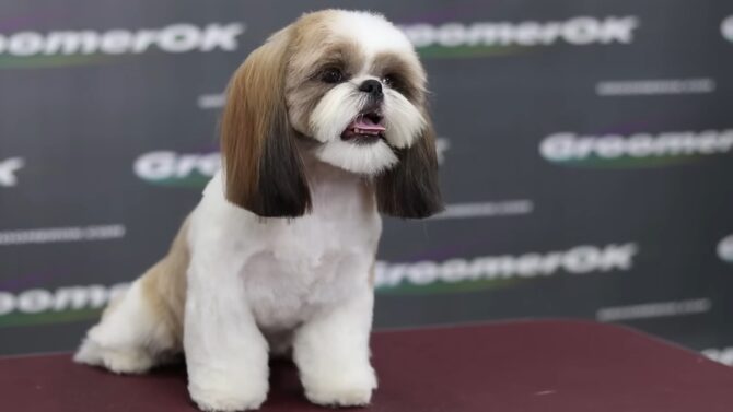 Shih Tzu