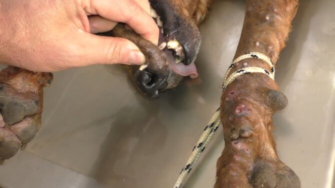 Signs of Infection - Mango Worms in Dogs
