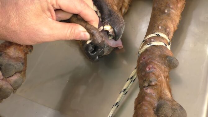 Mango worms in outlet dogs treatment