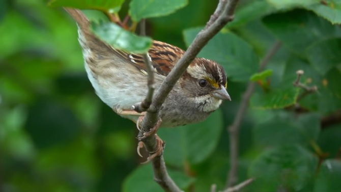 Sparrows: The Ubiquitous Songsters