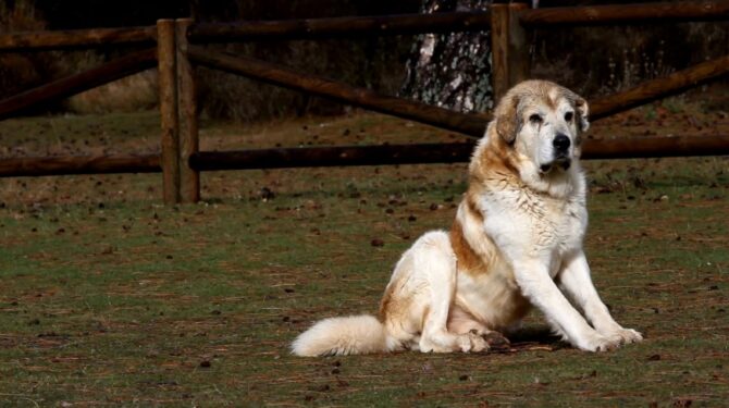 St Bernard