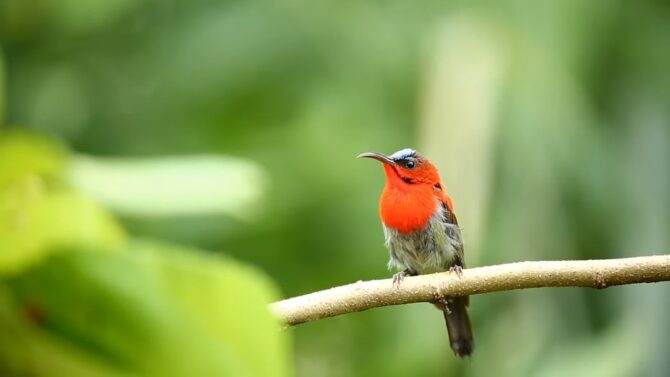 Sunbird a vibrant colored bird