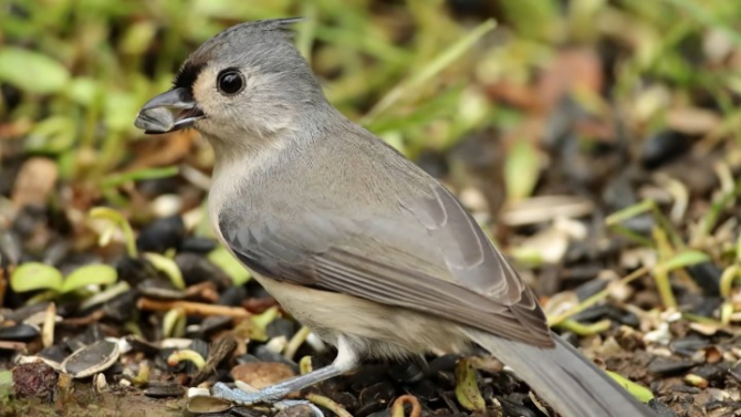 Titmice The Tufted Treasures